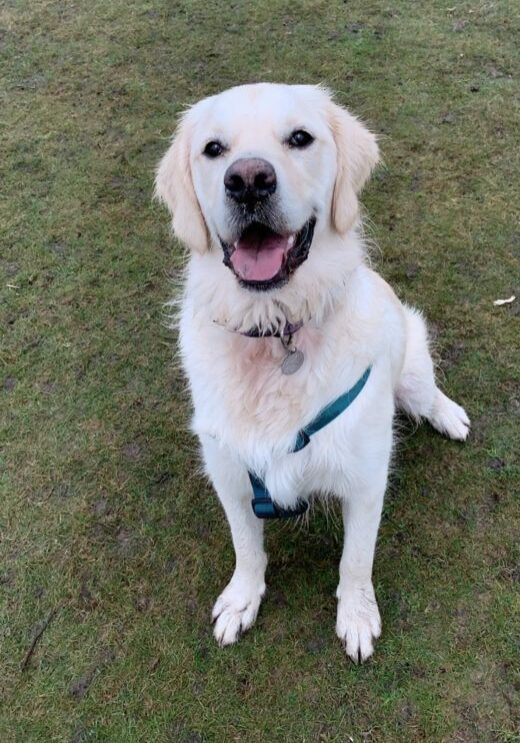 dog walking
